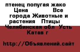 птенец попугая жако  › Цена ­ 60 000 - Все города Животные и растения » Птицы   . Челябинская обл.,Усть-Катав г.